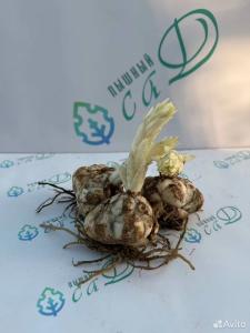 Лилия "КАСАБЛАНКА" 3 штуки (размер 18/20)